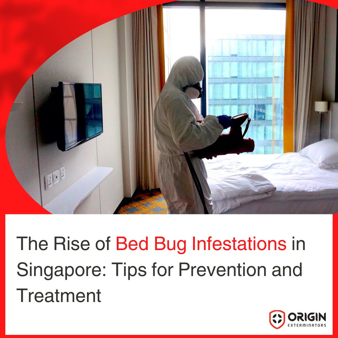 The Rise of Bed Bug Infestations in Singapore Tips for Prevention and